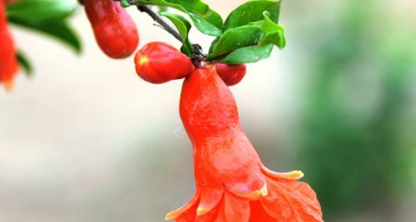 石榴花语和寓意是什么？石榴花象征着什么含义？