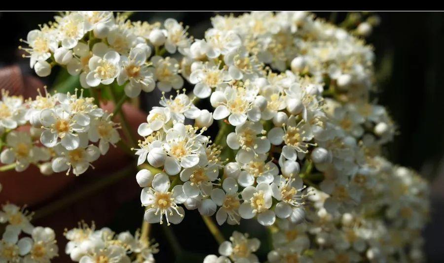 石楠花的花语是什么？如何解读石楠花的象征意义？