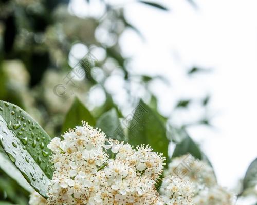石楠花的花语是什么？如何正确解读石楠花的含义？