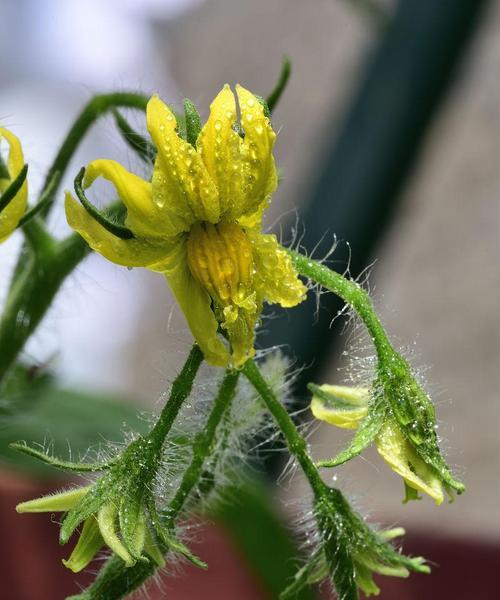桂花是单性花还是双性花？如何区分桂花的性别特征？