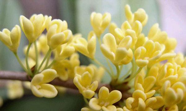 桂花是单性花还是双性花？如何区分桂花的性别特征？