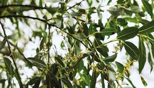 桂花是单性花吗？如何区分单性花和两性花？