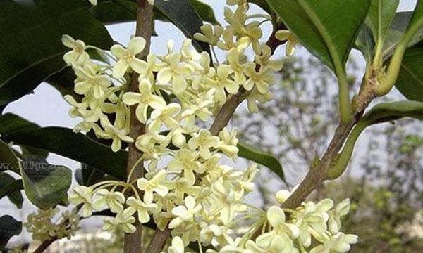 桂花属于木本植物吗？它的分类和特性是什么？