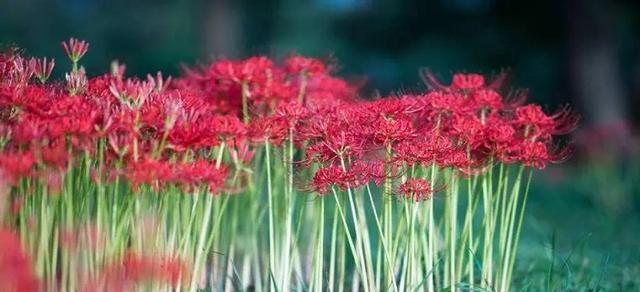 石蒜花的寓意是什么意思？如何正确理解石蒜花的象征意义？