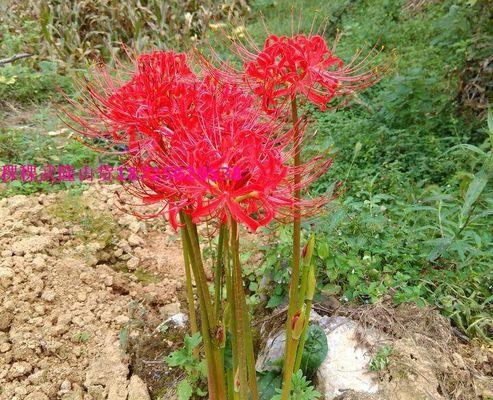 石蒜花的寓意是什么意思？如何正确理解石蒜花的象征意义？