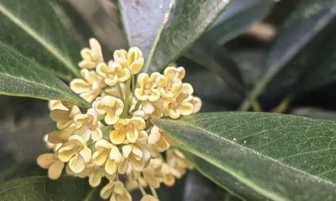 桂花是哪个市的市花？哪个城市以桂花为市花？