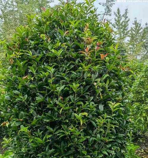 桂花属于什么植物类？是乔木还是灌木？