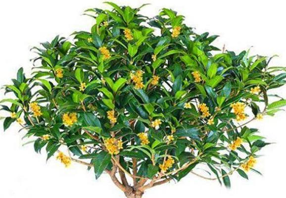 桂花属于什么植物类？是乔木还是灌木？