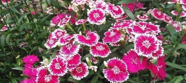 石竹花花语是什么？了解石竹花的象征意义和文化背景？