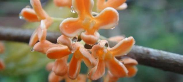 桂花属于双子叶植物吗？如何识别双子叶植物？