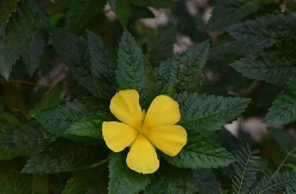 时钟花的花语代表什么？了解时钟花的深层含义？