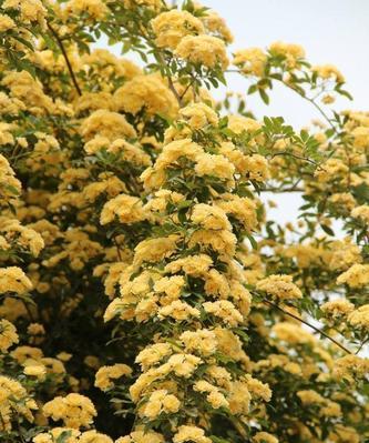 桂花种植需要什么样的土壤条件？如何选择合适的土壤？