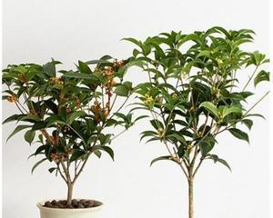 桂花室内养殖好还是室外养殖好？如何选择？