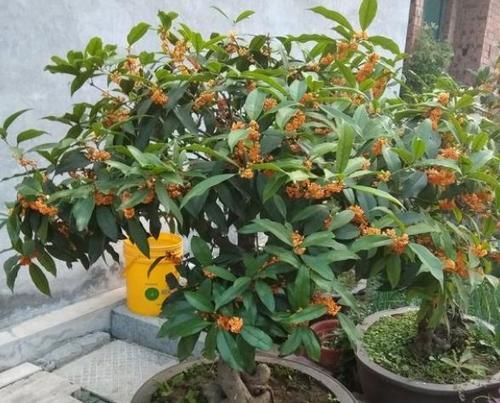室内养桂花可行吗？如何正确养护桂花？