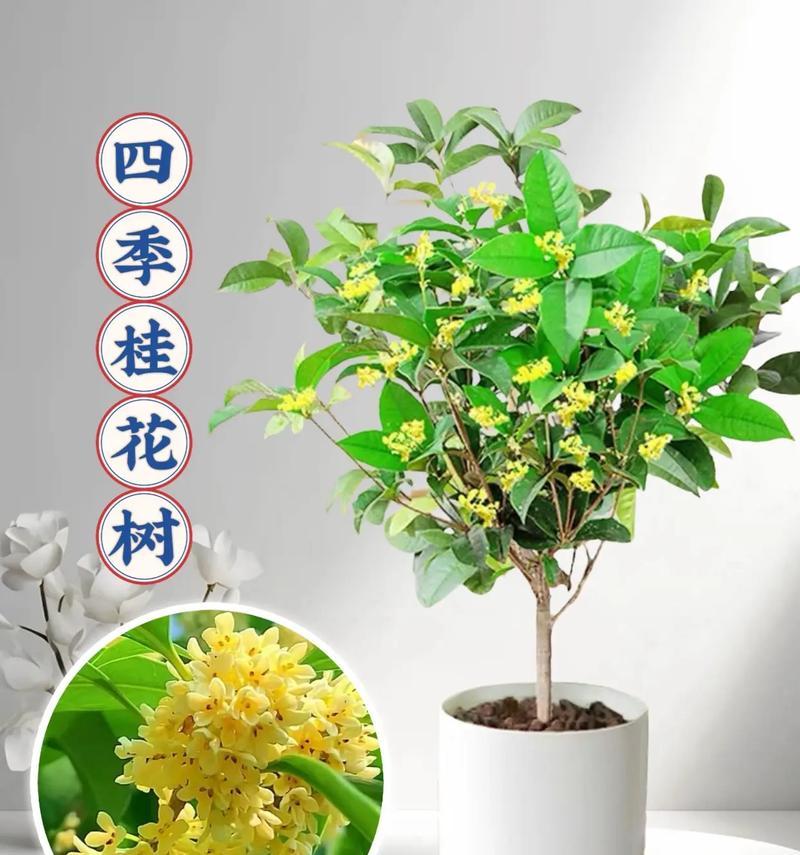 室内养桂花可行吗？如何正确养护桂花？