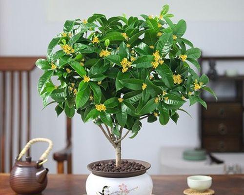 室内养桂花可行吗？如何正确养护桂花？