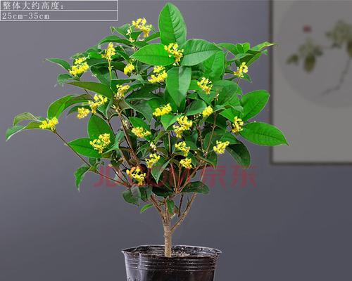 桂花室内养殖方法有哪些？养殖桂花需要注意哪些事项？