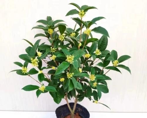 桂花室内养殖方法有哪些？养殖桂花需要注意哪些事项？