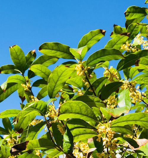 桂花属于什么植物类型？它的分类和特点是什么？