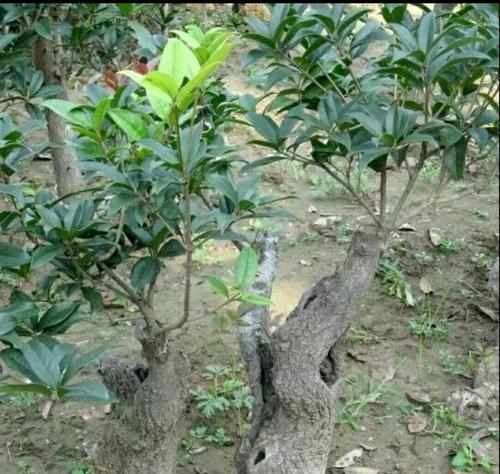 桂花树病虫害防治技术有哪些？如何有效实施防治措施？