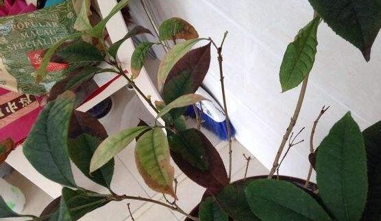 桂花树病虫害防治技术有哪些？如何有效实施防治措施？