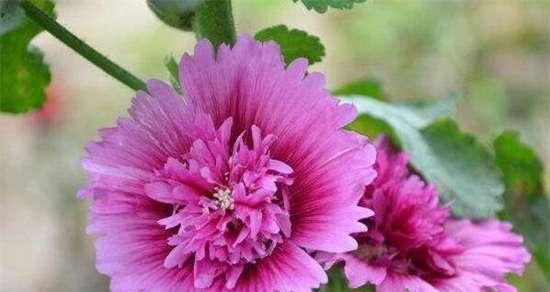蜀葵花语是什么？蜀葵的传说有哪些？