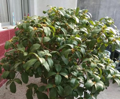 桂花树插枝能活吗？如何正确进行插枝操作？