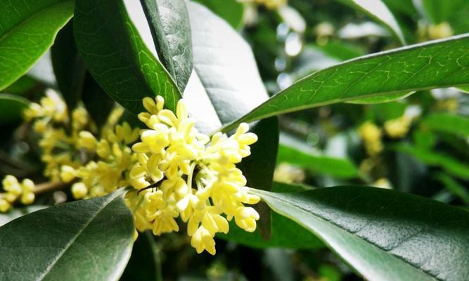 桂花树春天开花吗？如何正确养护以促进花期？