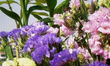 勿忘我花语是什么？这种花的寓意和象征意义有哪些？