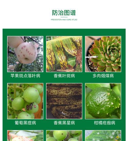果树炭疽病是怎么引起的？有效治疗方法有哪些？