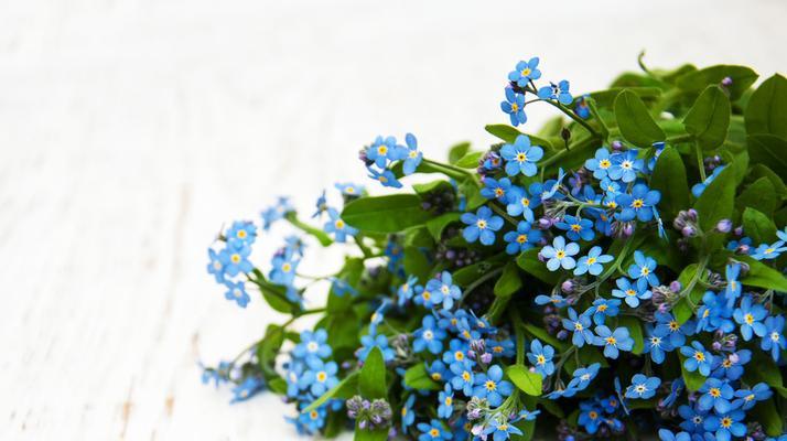 勿忘我是暗示什么含义？花语背后的秘密是什么？