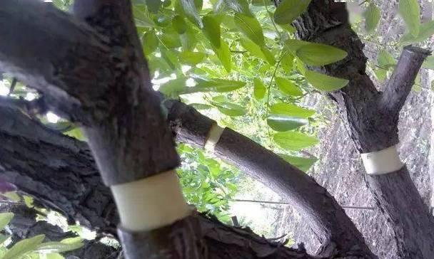 果树怎么剪枝？简单剪枝方法与步骤是什么？