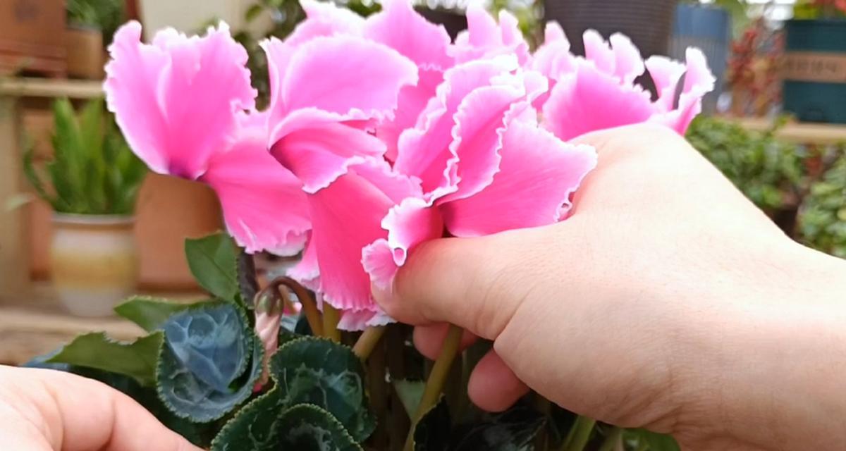 仙客来花语是什么意思？如何养护仙客来？