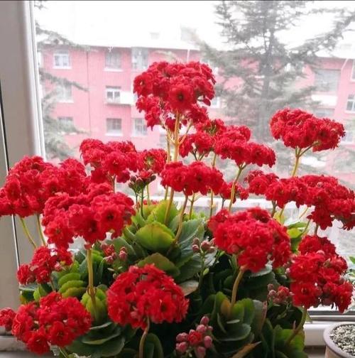过年家里买什么花好？有哪些寓意吉祥的花卉推荐？