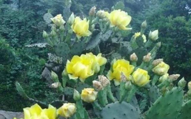 仙人掌的花语是什么？如何正确解读仙人掌的象征意义？