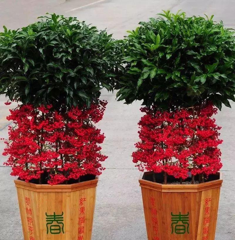 过年送什么花最合适？花卉寓意与选择指南？