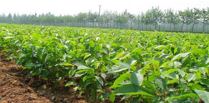 过期核桃仁能否用作植物肥料？使用方法是什么？