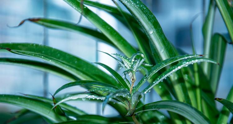 过期可乐浇花有效吗？使用过期可乐浇花的正确方法是什么？