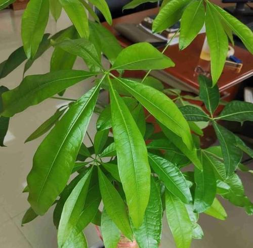 过期牛奶浇发财树好吗？使用方法和注意事项是什么？