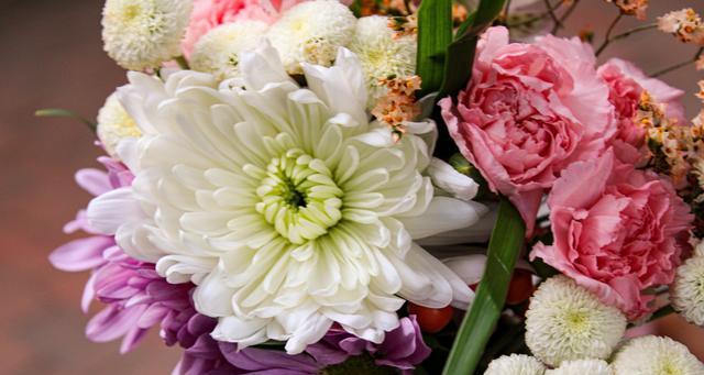 依米花象征着什么？它的花语和文化意义是什么？