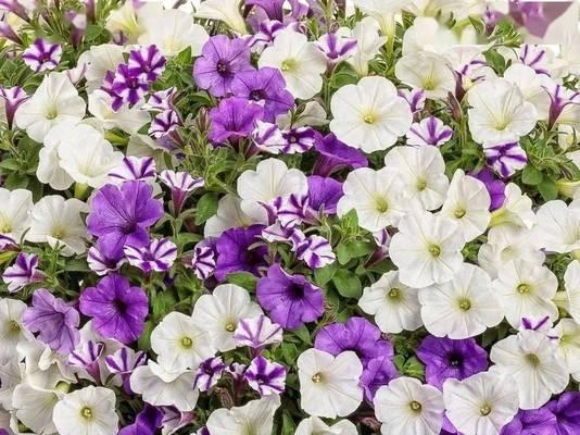 矮牵牛花冬天能开花吗？如何确保冬季开花？