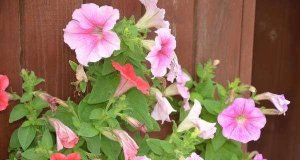 矮牵牛花冬天能开花吗？如何确保冬季开花？
