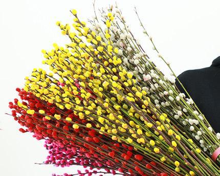 银柳花的寓意是什么？银柳花象征着什么含义？