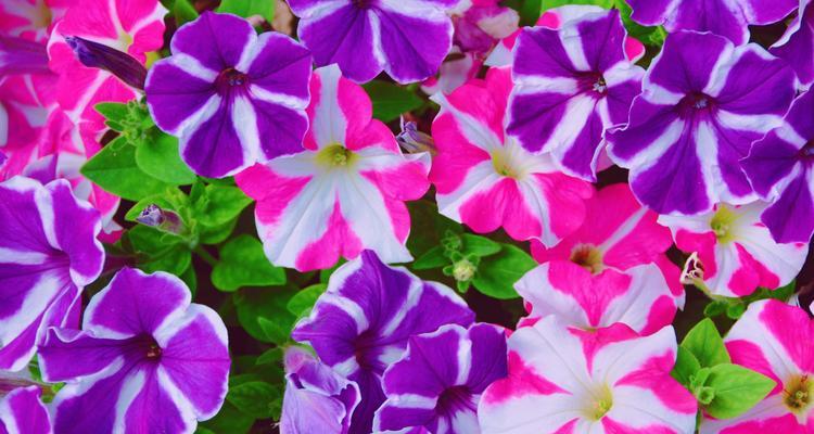 矮牵牛花一年能开几次花？如何确保持续开花？