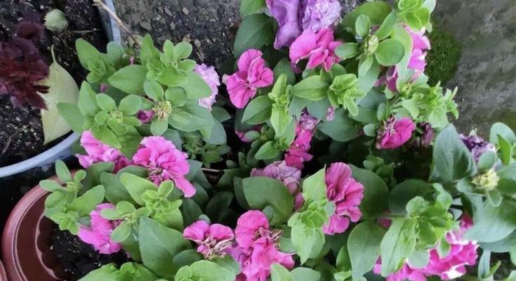 矮牵牛花一年能开几次花？如何确保持续开花？