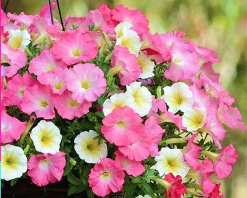 矮牵牛花度夏安全指南：如何应对高温挑战？