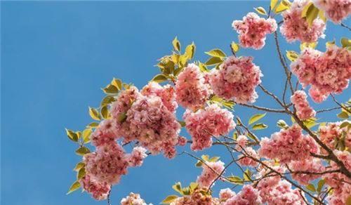 樱花的花语是什么？适合送给哪些人？