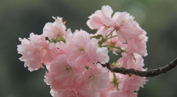 樱花的花语是什么？如何理解樱花的象征意义？