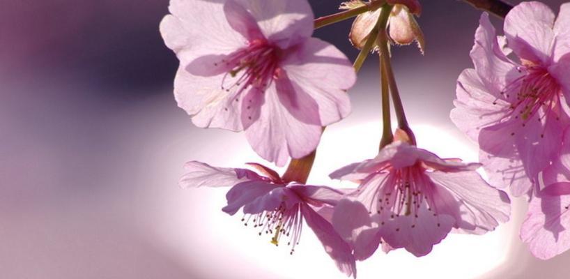 樱花的花语代表了什么？樱花的含义有哪些常见误解？