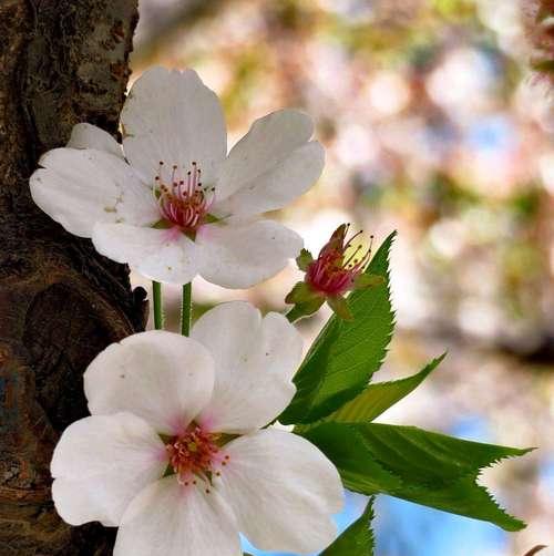 樱花的花语代表了什么？樱花的含义有哪些常见误解？